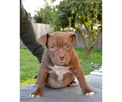 14 weeks old American Bully female puppy available