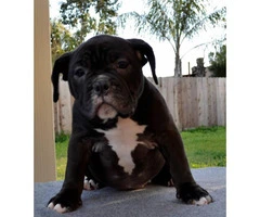14 weeks old American Bully female puppy available - 2