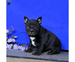 Friendly Frenchton pup seeking her forever home - 2