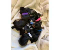 CKC registered Mini Dachshund puppies - 9