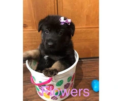 Akc German Shepherd puppies 4 males and 2 females left available