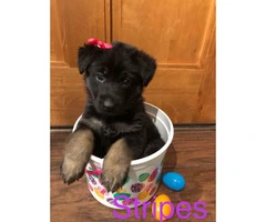 Akc German Shepherd puppies 4 males and 2 females left available - 2
