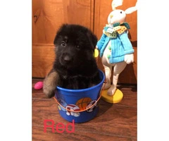 Akc German Shepherd puppies 4 males and 2 females left available - 4