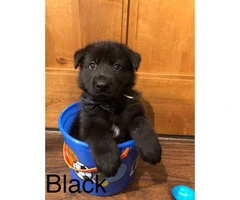 Akc German Shepherd puppies 4 males and 2 females left available - 5