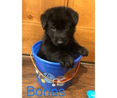 Akc German Shepherd puppies 4 males and 2 females left available - 6