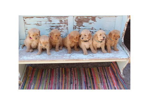 5 Golden Retriever puppies are ready to reserve now