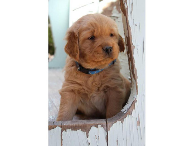 5 Golden Retriever puppies are ready to reserve now in ...