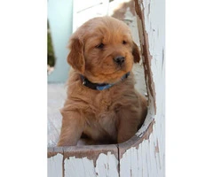 5 Golden Retriever puppies are ready to reserve now - 4