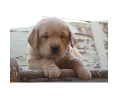 5 Golden Retriever puppies are ready to reserve now - 5