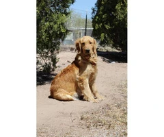 5 Golden Retriever puppies are ready to reserve now - 7