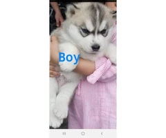 4 puppies Siberian Husky 2 males and 2 females - 1