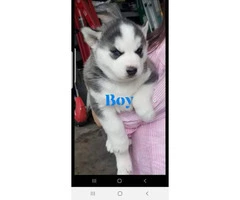 4 puppies Siberian Husky 2 males and 2 females - 2