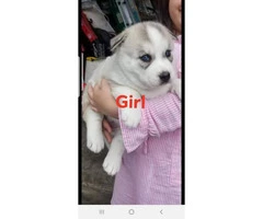 4 puppies Siberian Husky 2 males and 2 females - 3
