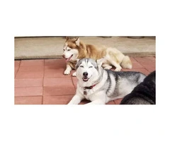 4 puppies Siberian Husky 2 males and 2 females - 5