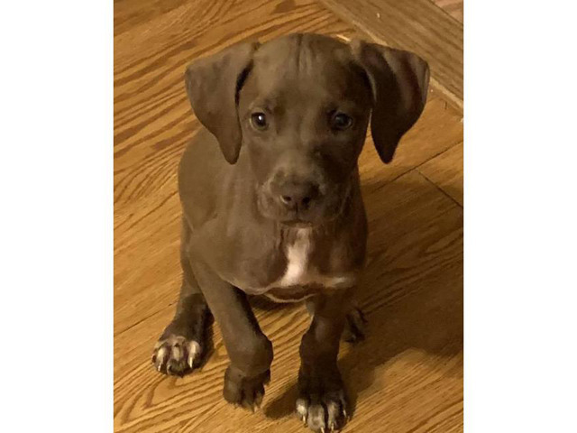 lab ridgeback puppies