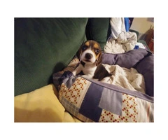 Purebred & Weened Beagle puppies - 2