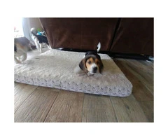 Purebred & Weened Beagle puppies - 5