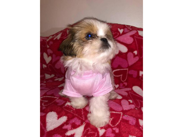 Droll Shih Tzu Puppies For Sale In Texas