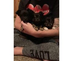 2 boy long hair Chiweenie puppies available - 2