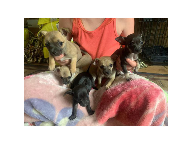 5 chihuahua puppies ready to go now in Pine Bluff