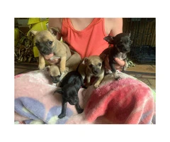 5 chihuahua puppies ready to go now