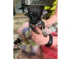 5 chihuahua puppies ready to go now - 4
