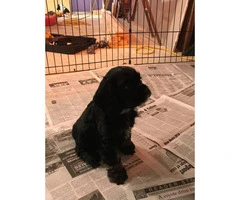 Purebred Cocker Spaniel without papers - 3