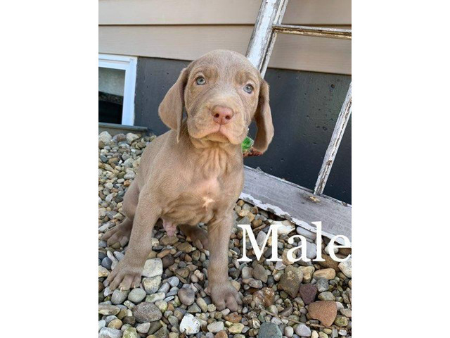 Weimaraner male puppy for sale in Indianapolis, Indiana