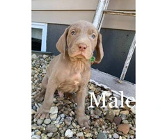 Weimaraner male puppy for sale