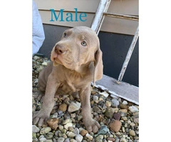 Weimaraner male puppy for sale - 2