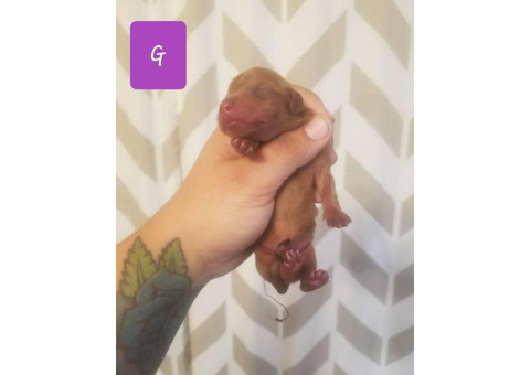 Full Breed Red  Short Haired CKC Miniature Dachshunds