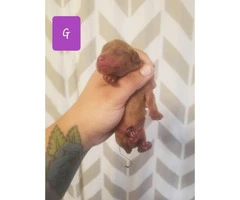 Full Breed Red  Short Haired CKC Miniature Dachshunds