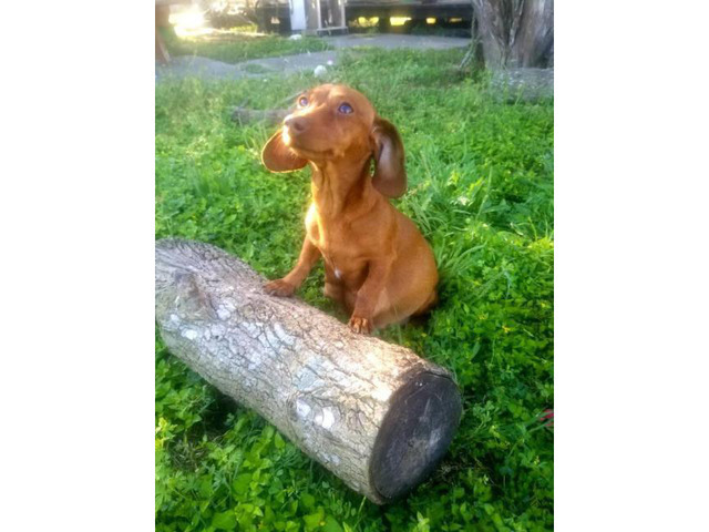 Full Breed Red Short Haired CKC Miniature Dachshunds in