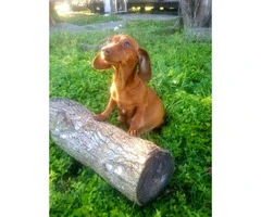 Full Breed Red  Short Haired CKC Miniature Dachshunds - 7