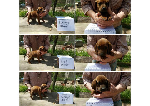 Redbone coonhound puppies available