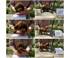 Redbone coonhound puppies available - 3
