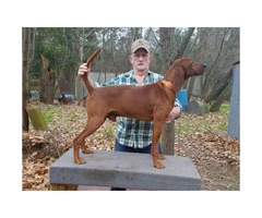 Redbone coonhound puppies available - 4
