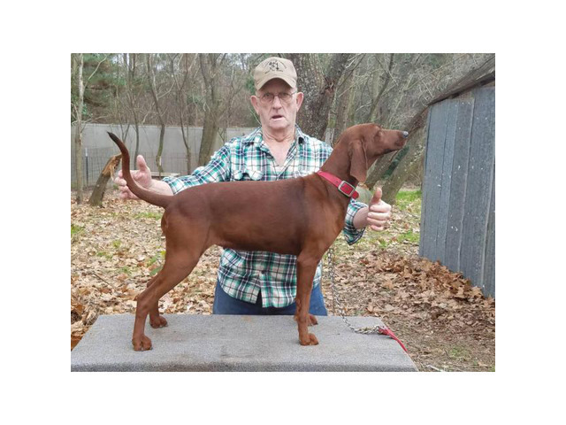 redbone coonhound adoption