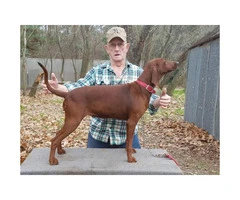 Redbone coonhound puppies available - 5