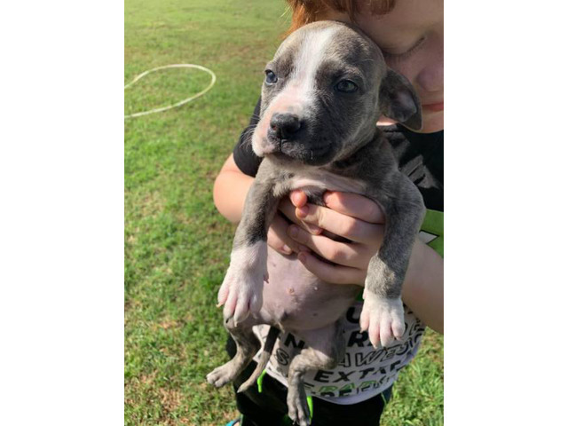 3 girls & 5 boy blue pit puppies for sale in Kansas City ...