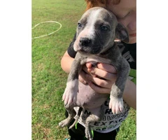 3 girls & 5 boy blue pit puppies for sale