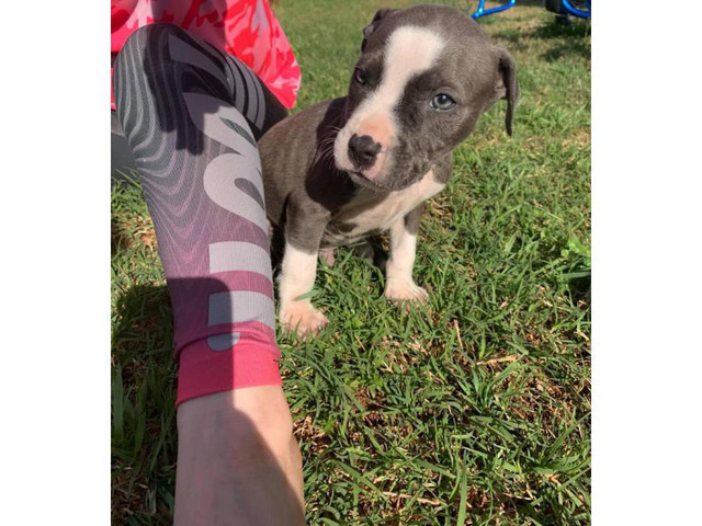 3 girls & 5 boy blue pit puppies for sale in Kansas City