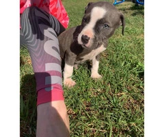 3 girls & 5 boy blue pit puppies for sale - 2