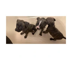 3 girls & 5 boy blue pit puppies for sale - 3