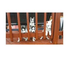 4 pure breed huskies for sale