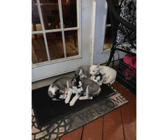 4 pure breed huskies for sale - 2
