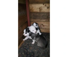 4 pure breed huskies for sale - 3