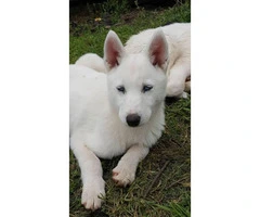4 pure breed huskies for sale - 4