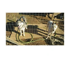 4 pure breed huskies for sale - 5