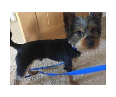 2 Sweet Yorkie puppies for rehoming - 5